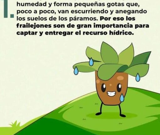 EL FRAILEJON