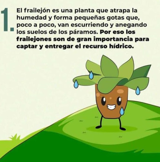 EL FRAILEJON